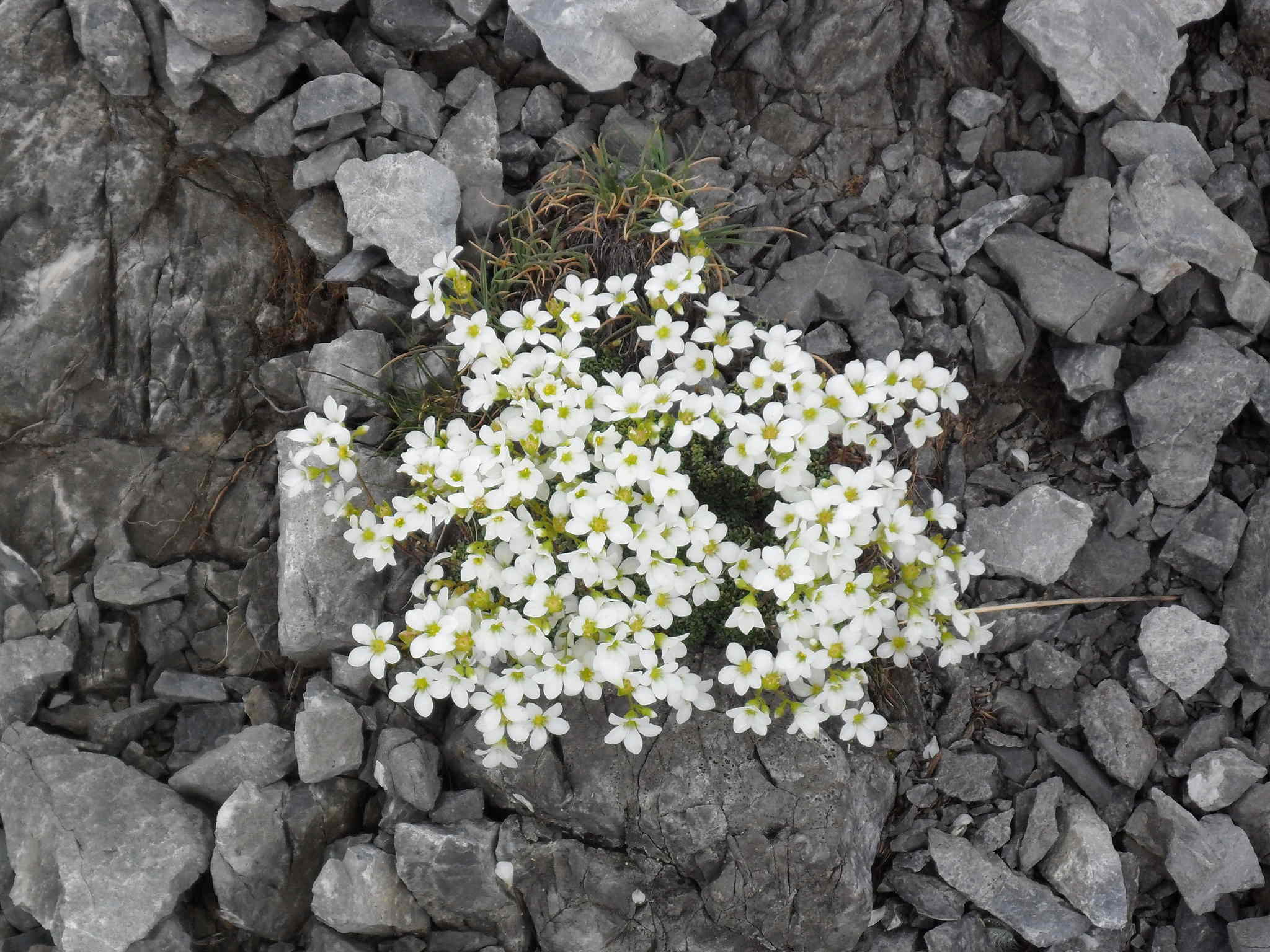 Saxifraga caesia